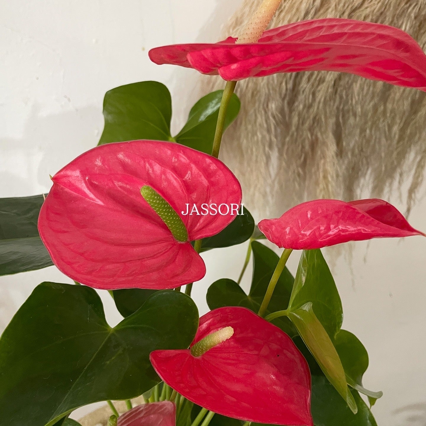 Esencia Rosa