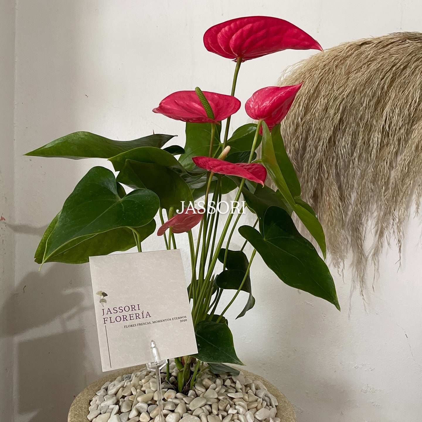 Esencia Rosa