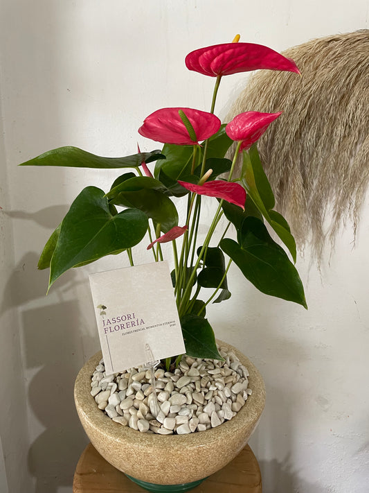 Esencia Rosa