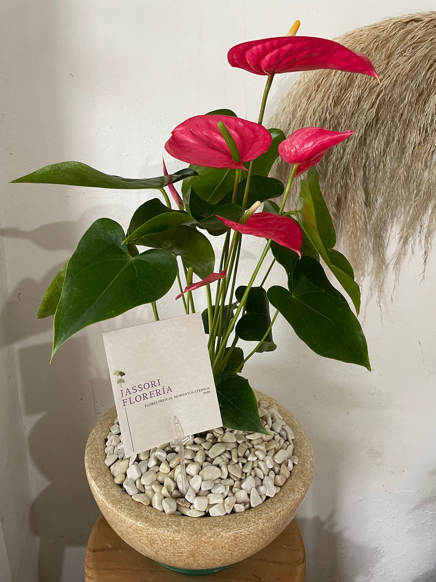 Esencia Rosa