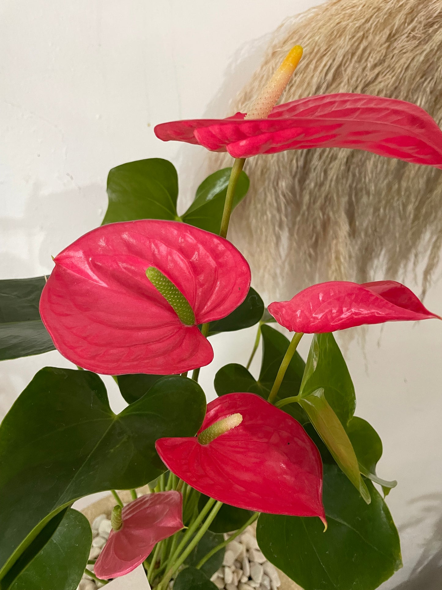 Esencia Rosa