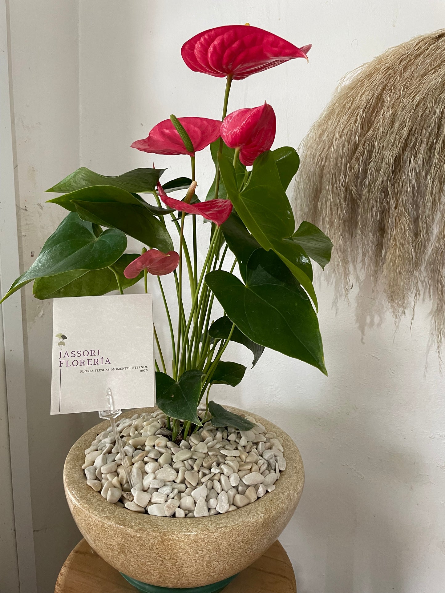 Esencia Rosa