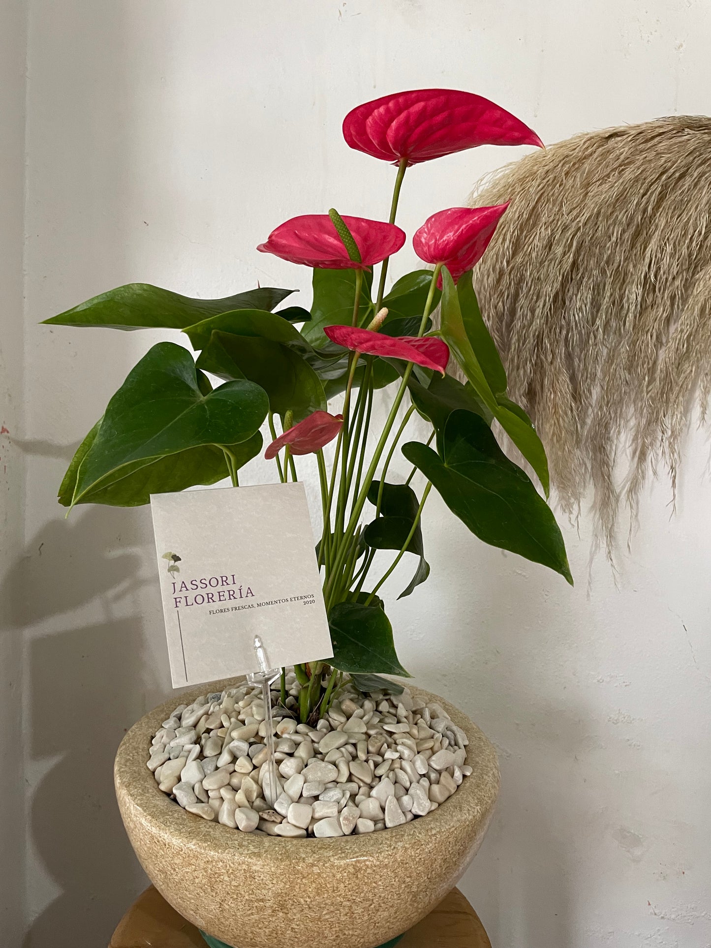 Esencia Rosa