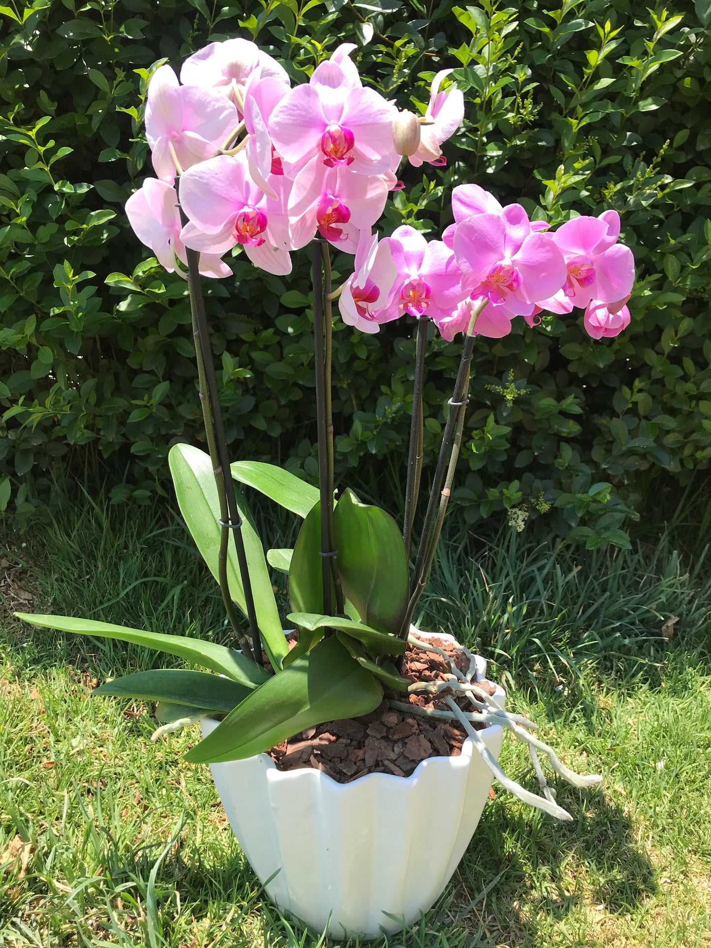 Orquídea 2