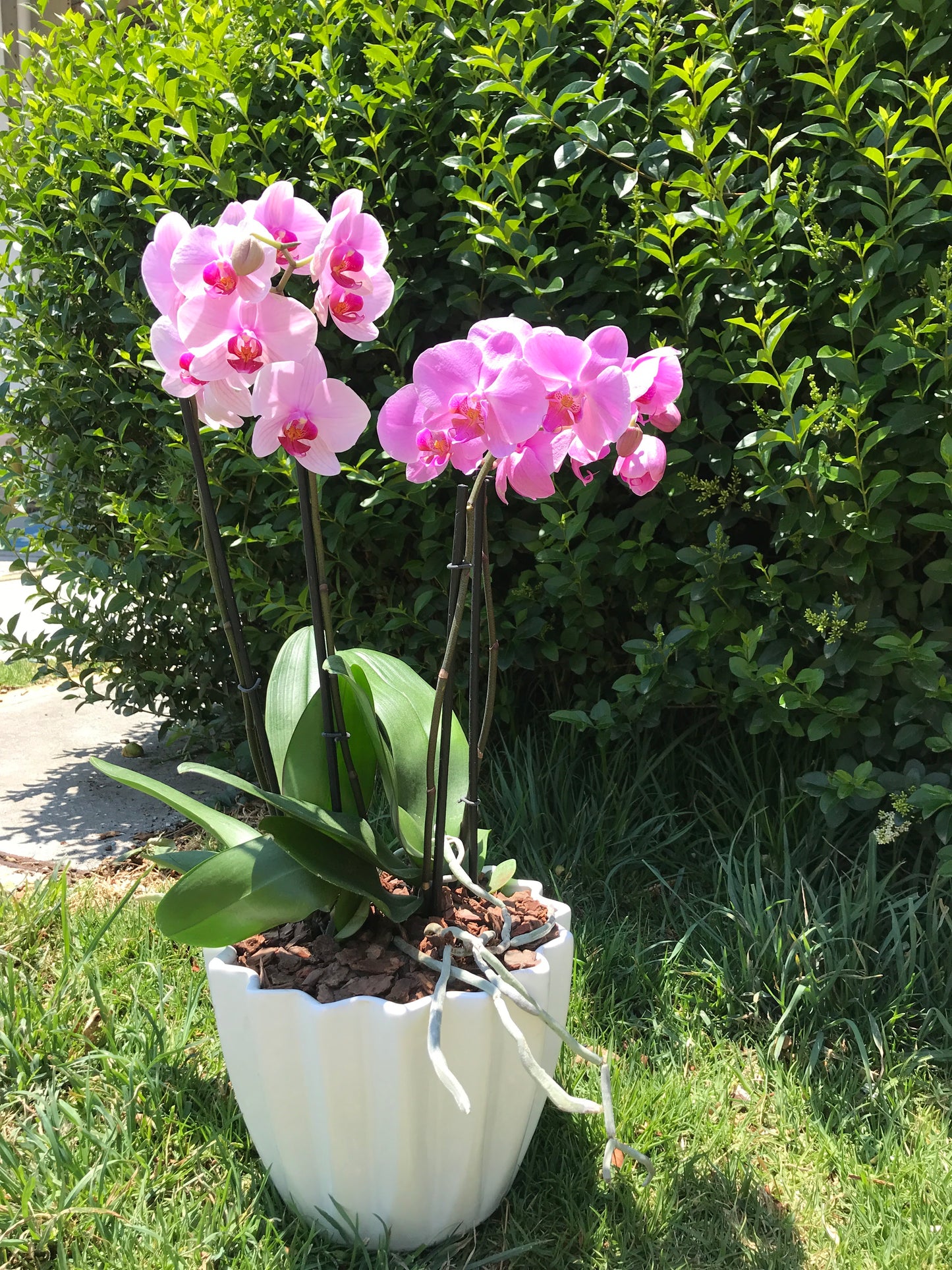 Orquídea 2