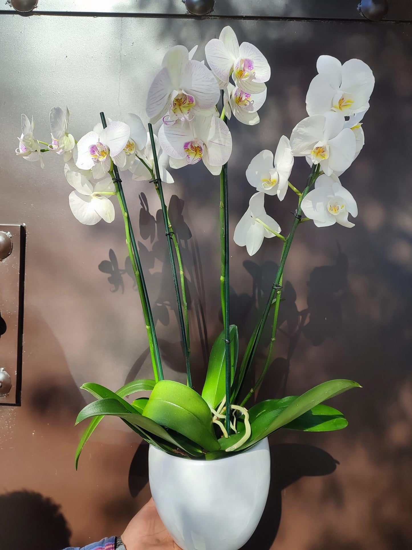 Orquídea 4