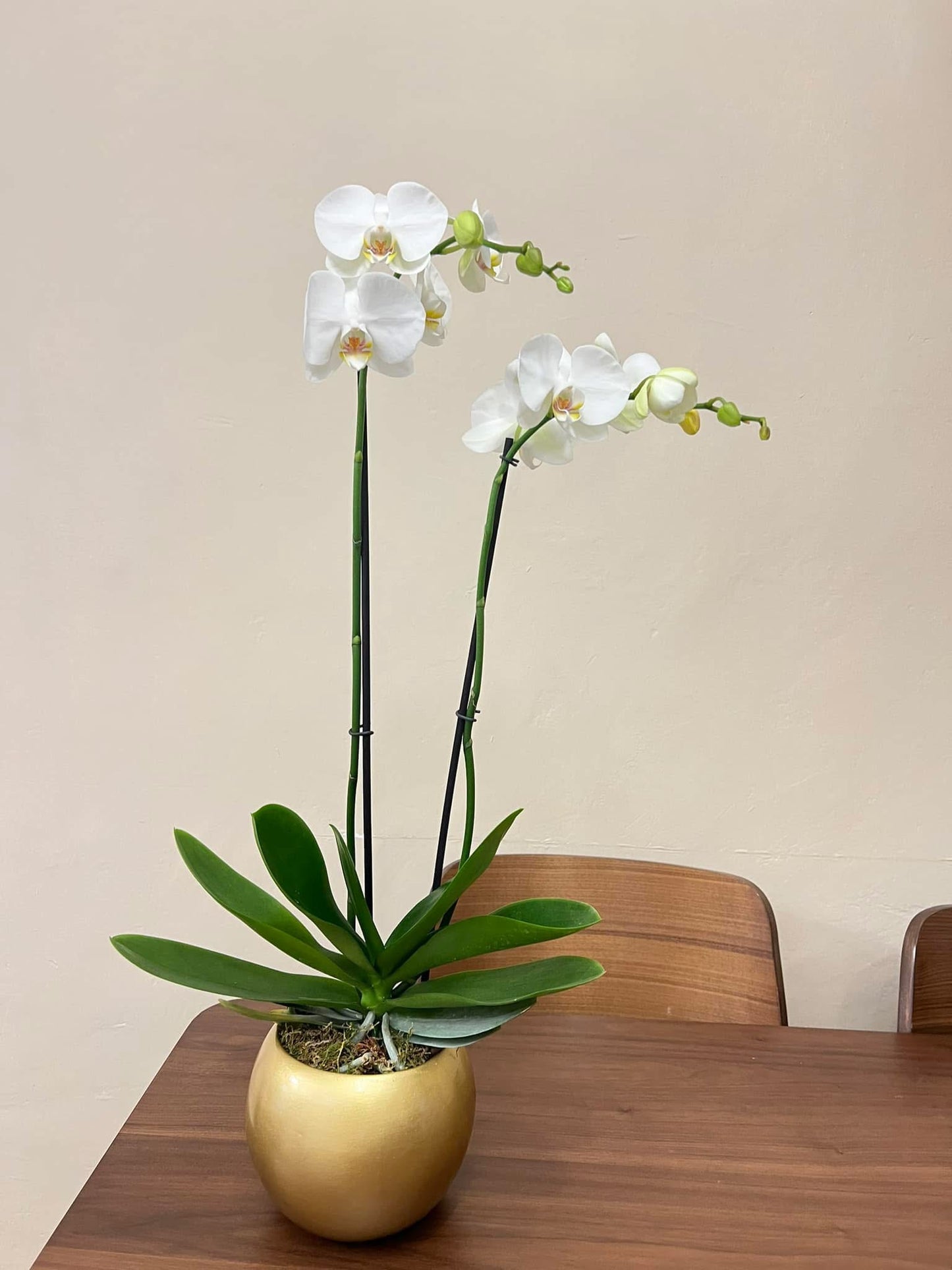 Orquídea 3
