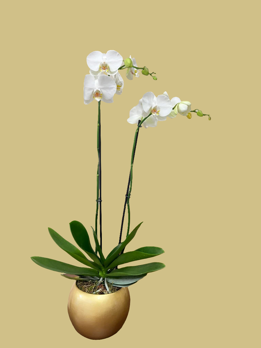 Orquídea 3