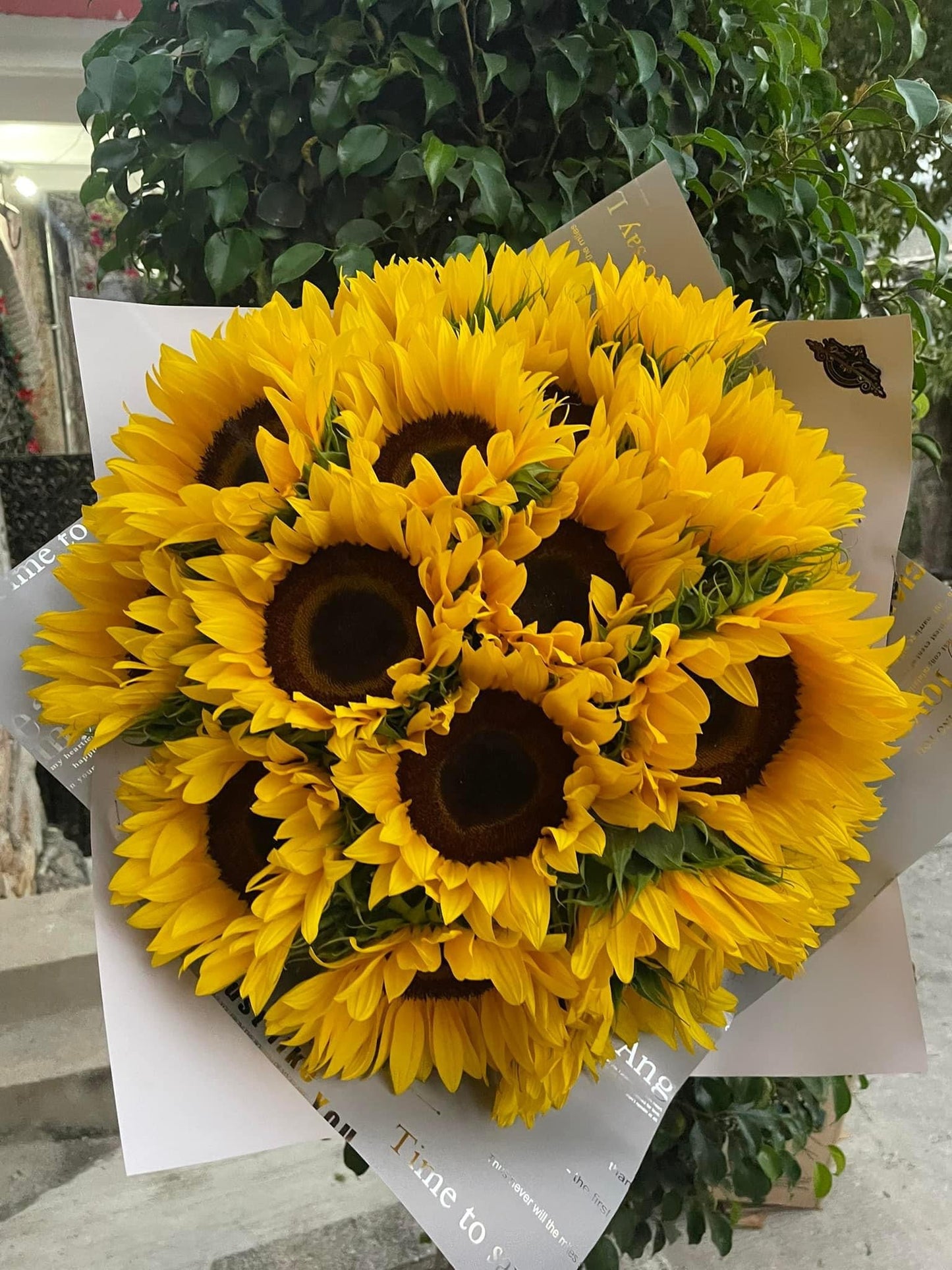 Sol