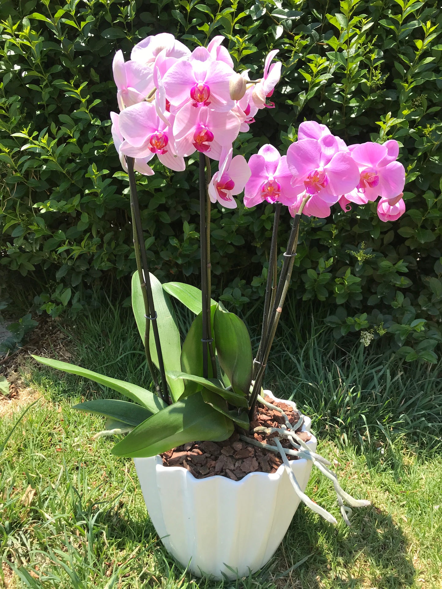 Orquídea 2