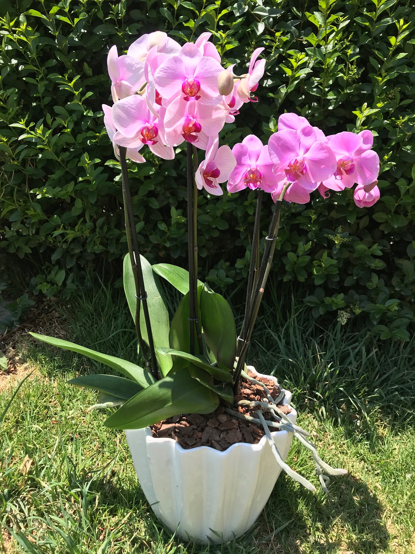 Orquídea 2