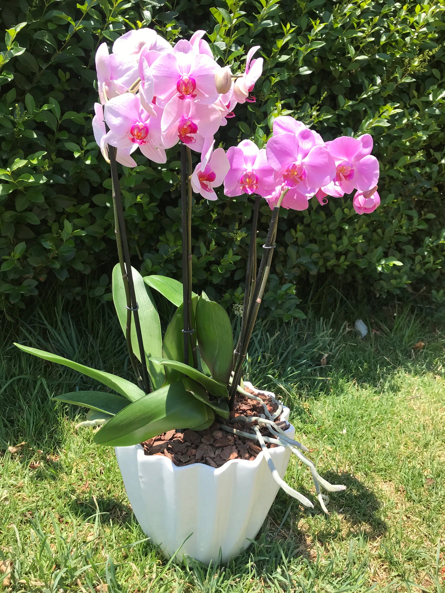 Orquídea 2
