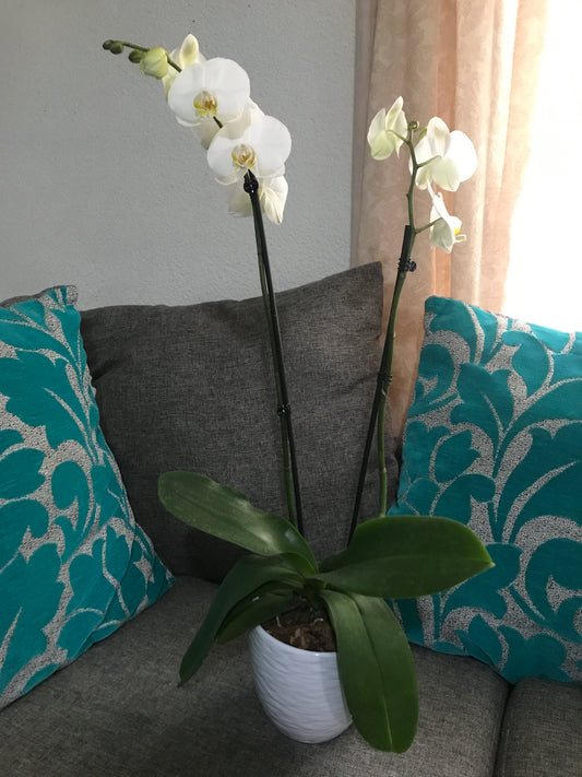 Orquídea