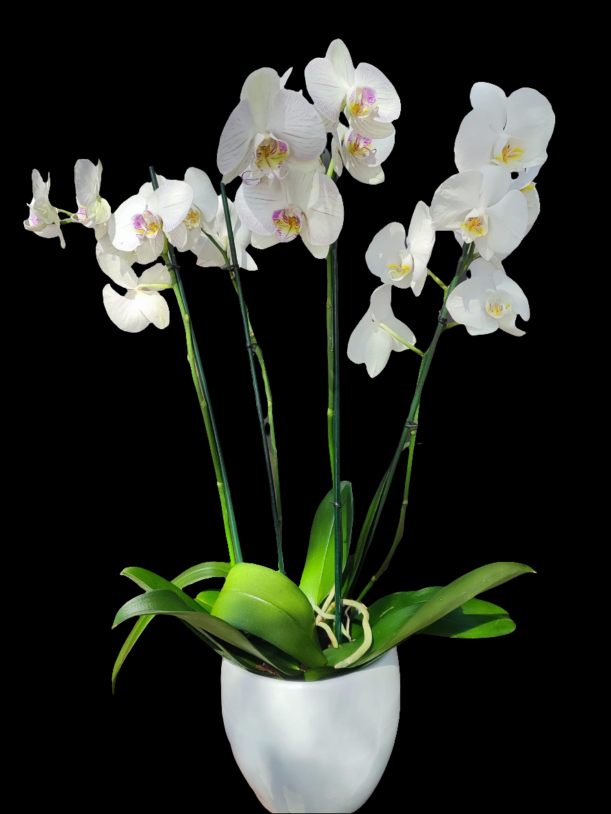 Orquídea 4